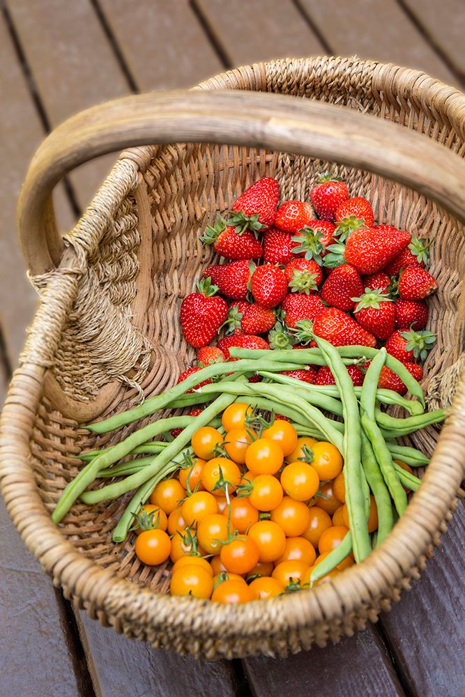Issaquah-Washington State-USA Basket of freshly picked strawberries